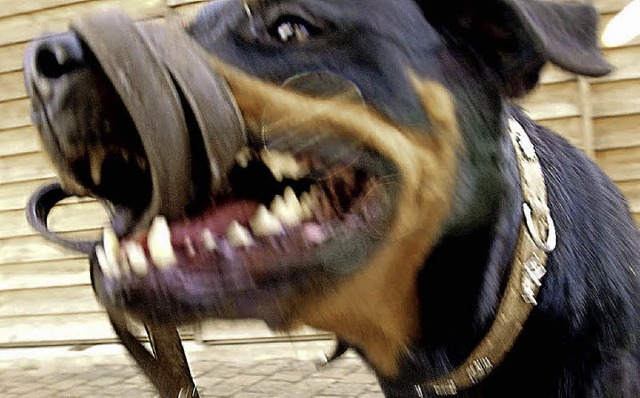 Hunde gehren innerhalb eines Orts imm...en Frauchen hat nun Anzeige erstattet.  | Foto: Symbolbild: dapd