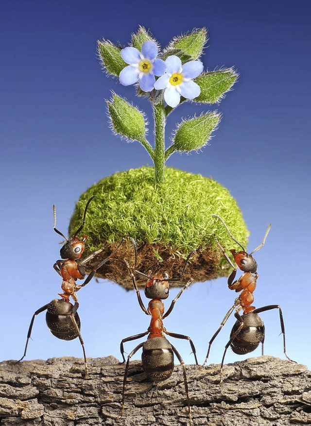 Erfolgreiche Hirten und Grtner: Ameisen   | Foto: Antrey (Fotolia)