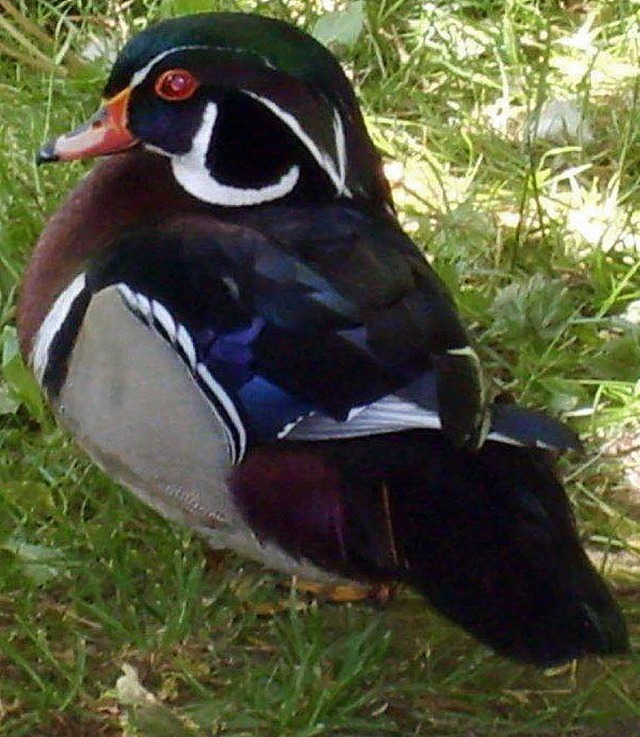 Die einsame Brautente am Lenzkircher Kurparkweiher.   | Foto: Privat