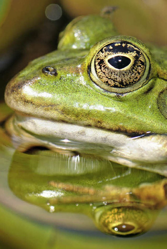 Der Frosch steht unter besonderem Schutz des Gesetzgebers.  | Foto: DPA