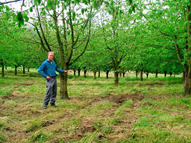 Die Staunsse in Verbindung mit einem ...genertal absterben, sagt Fritz Hemmer.  | Foto: Jutta Schtz