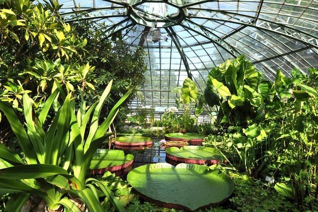 Sammlungen als Hterinnen der Biodiversitt