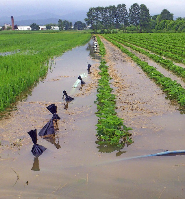 Zahlreiche Felder wurden vom Regen beschdigt.   | Foto: landratsamt
