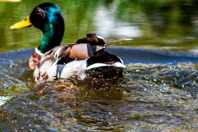 Fotos: Unbekanntes Freiburg – der Botanische Garten