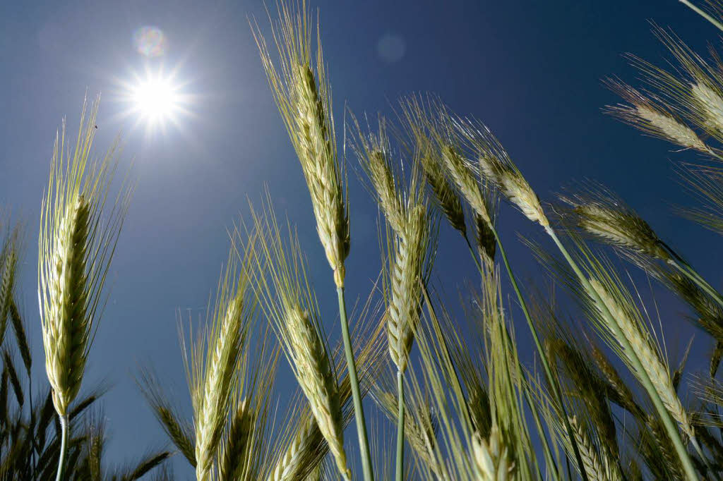 Die Sonne strahlt bei Rust von einem blauen Himmel auf Getreidehren.