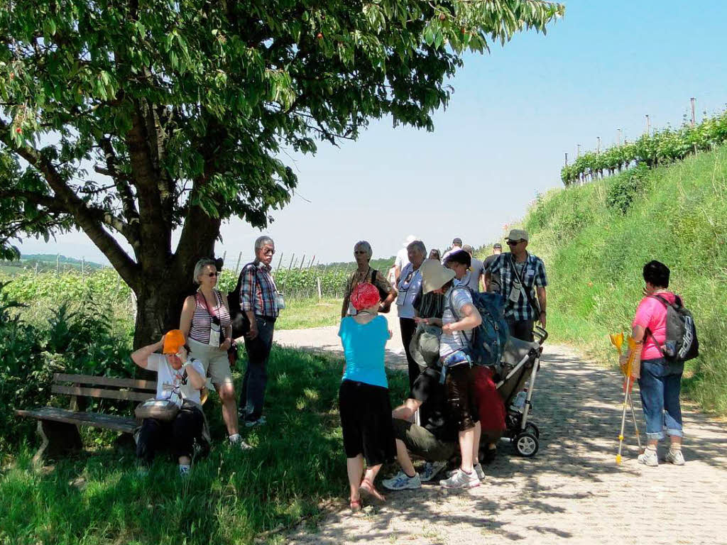 Am vergangenen Sonntag fand in Oberrotweil die 11. kulinarische Weinwanderung statt.