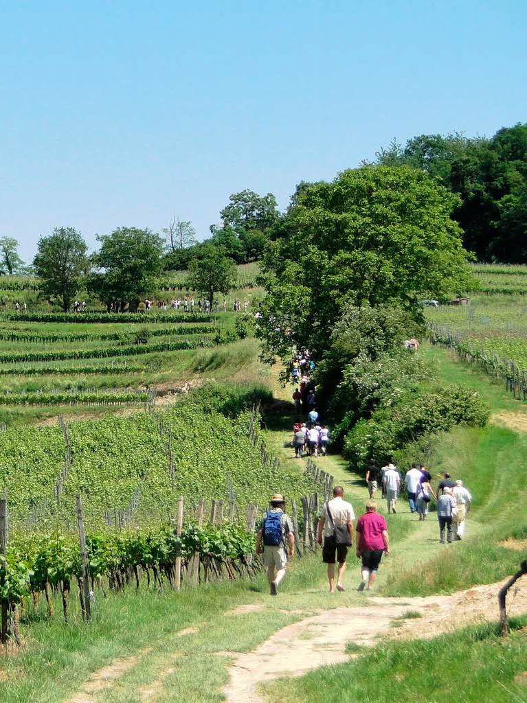 Am vergangenen Sonntag fand die 11. kulinarische Weinwanderung in Oberrotweil statt.