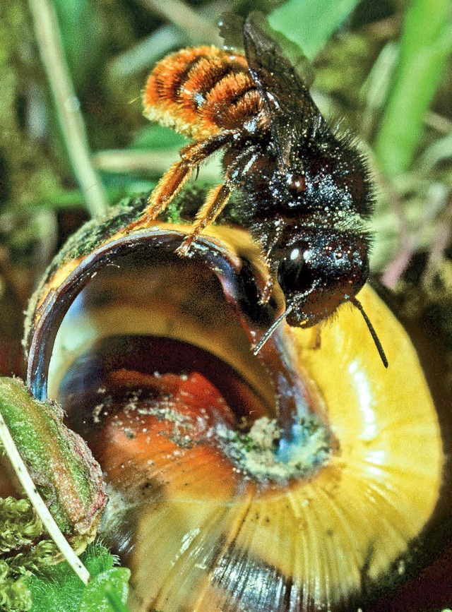 Sorgt fr eine gemtliche Inneneinrichtung: die Zweifarbige Schneckenhausbiene.  | Foto: heiko bellmann
