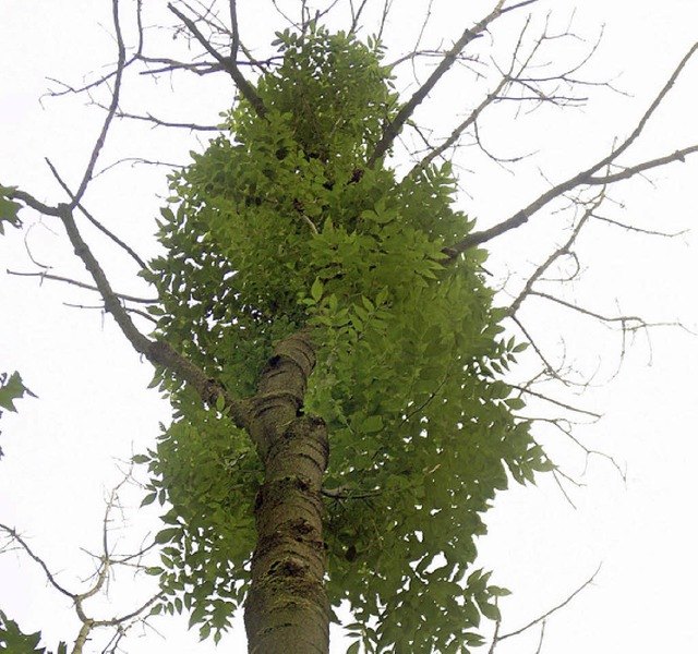 Die Krone einer vom Pilz befallenen Esche  | Foto: dpa