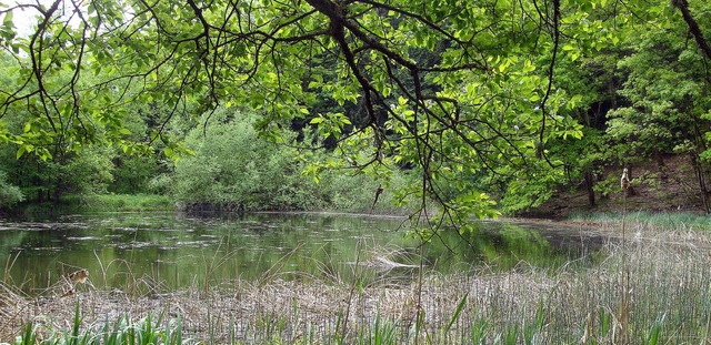 Idyllisch liegt der Dreiweiher im  Sta...ag hier das Grundstck von Carl Stork.  | Foto: richard Kaiser