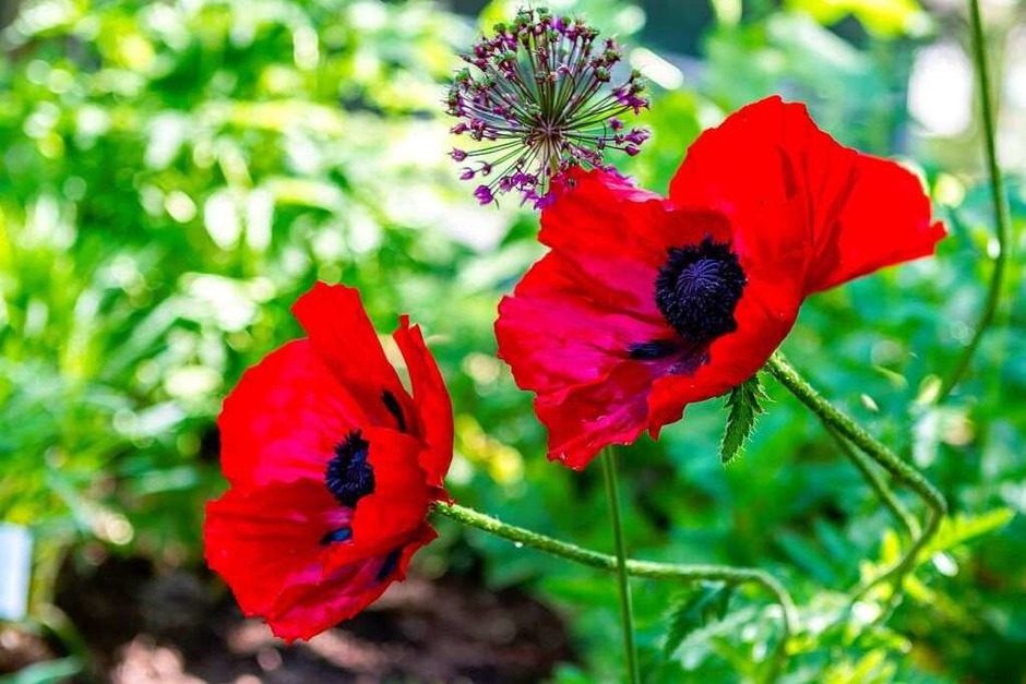 Der Botanische Garten zeigt von seiner schönsten Seite. (Foto: Carlotta Huber) Der Botanische Garten zeigt von seiner schönsten Seite. (Foto: Carlotta Huber)