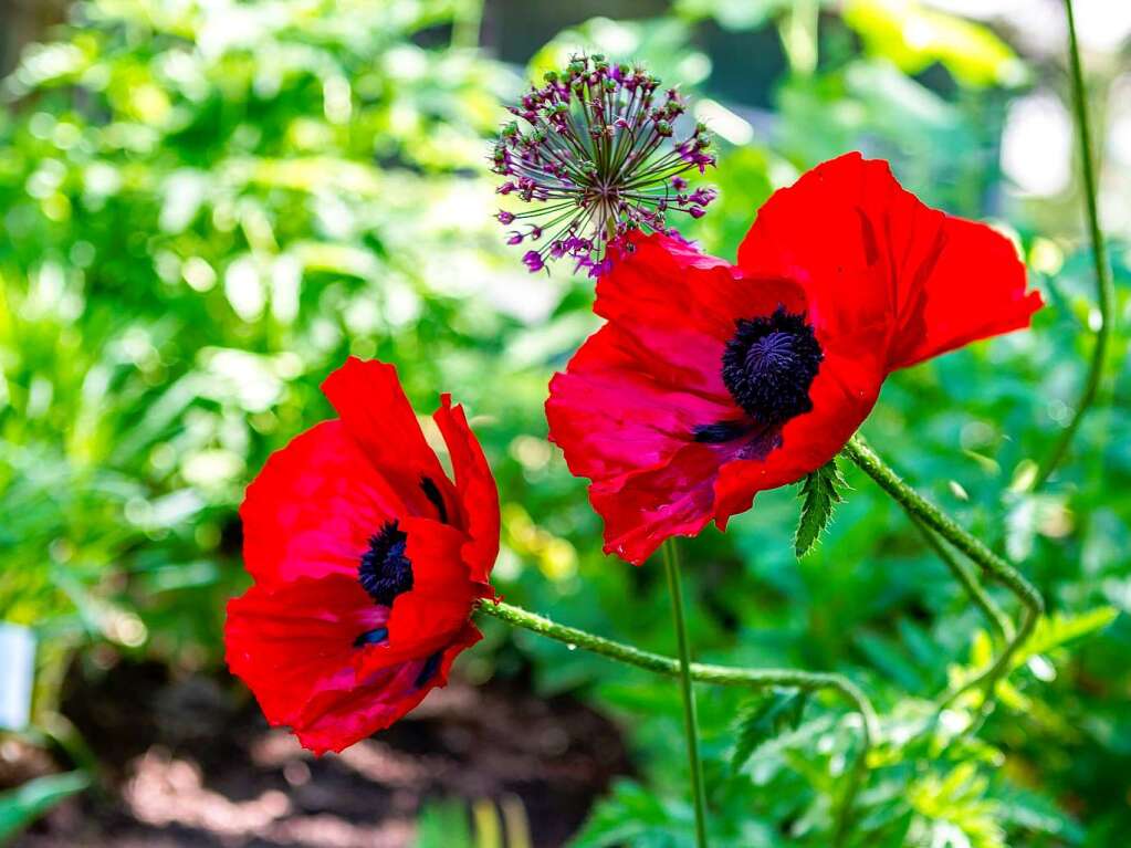 Der Botanische Garten zeigt von seiner schnsten Seite.