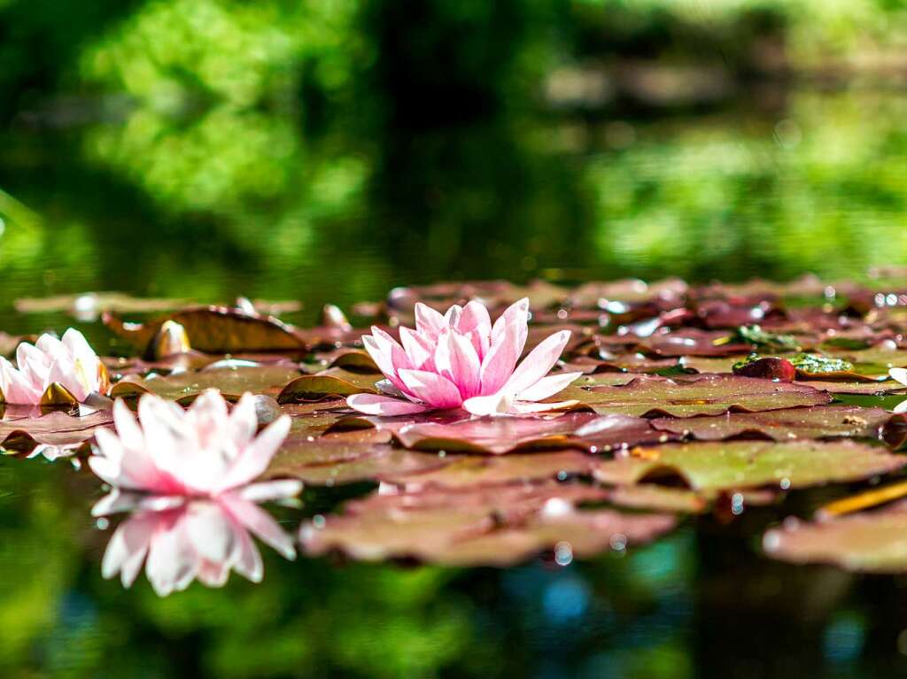 Der Botanische Garten zeigt von seiner schnsten Seite.