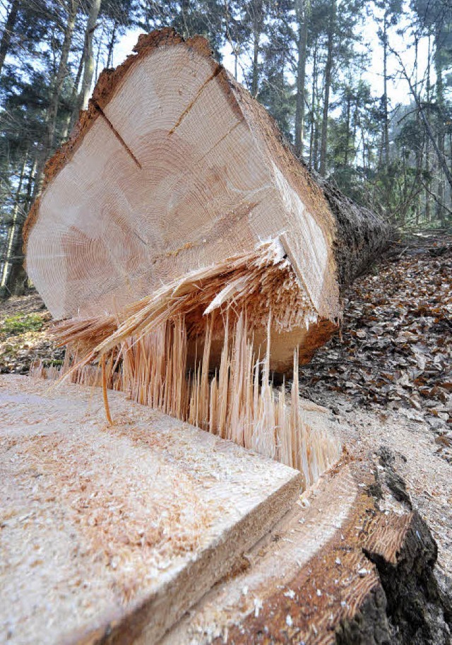 Nachwachsende Rohstoffe sind gefragt. ..., fragen sich die Privatwaldbesitzer.   | Foto: M. Bamberger