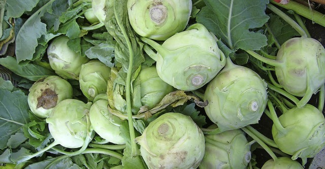 Kohlrabi sind lecker und sehr gesund.   | Foto: wolfgang meyer