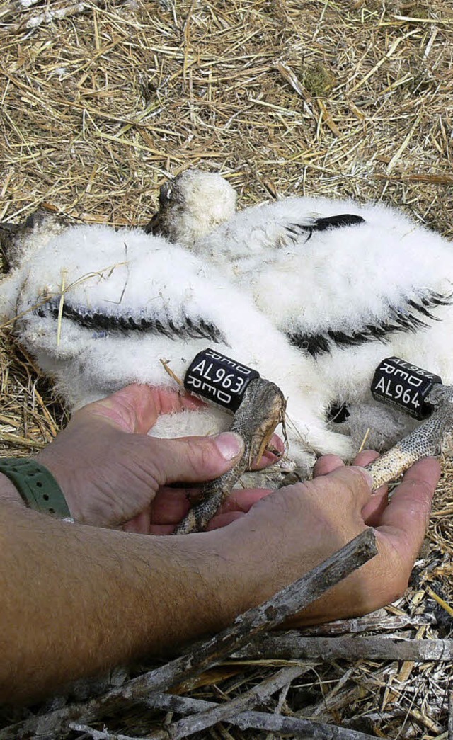 Die beiden Ichenheimer Jungstrche sind beringt.   | Foto: D. Fink