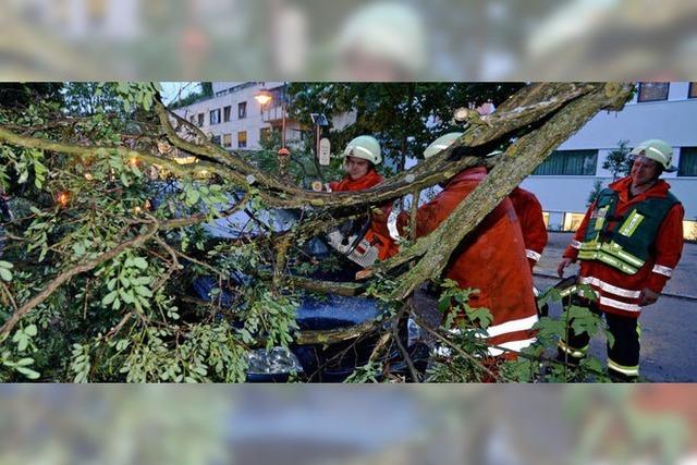 Unwetter über Freiburg: Entwurzelte Bäume, keine Verletzten