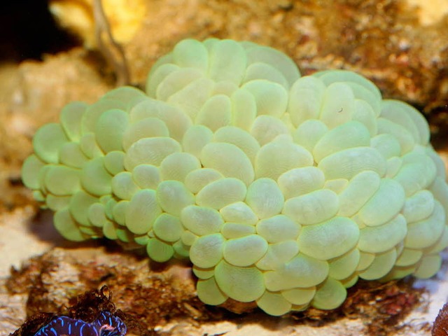 Blasenkorallen drfen nicht eingefhrt werden.  | Foto: Zoll