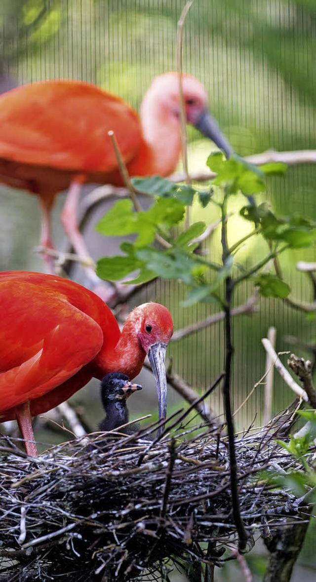 Ibis und Kken   | Foto: Zoo Basel