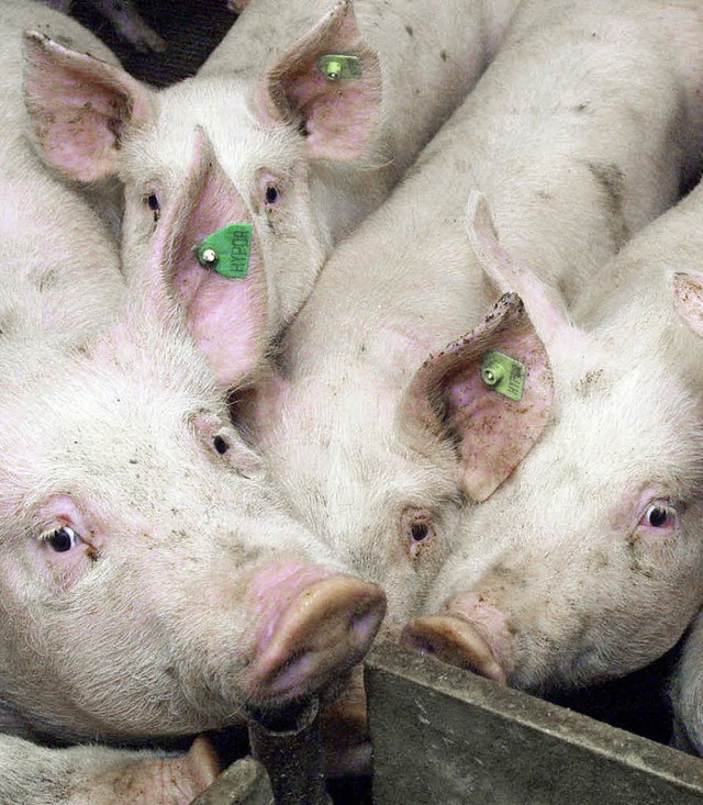 Exportschlager: deutsches Schweinefleisch   | Foto: dpa