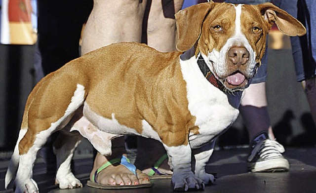 Walle ist der hsslichste Hund  | Foto: dpa