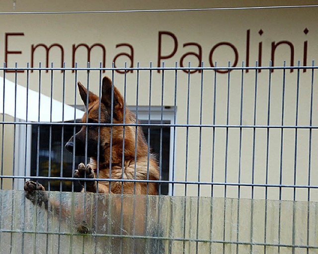 Im Tierschutzverein und seinem Tierheim hngt der Haussegen schief.   | Foto: Frey