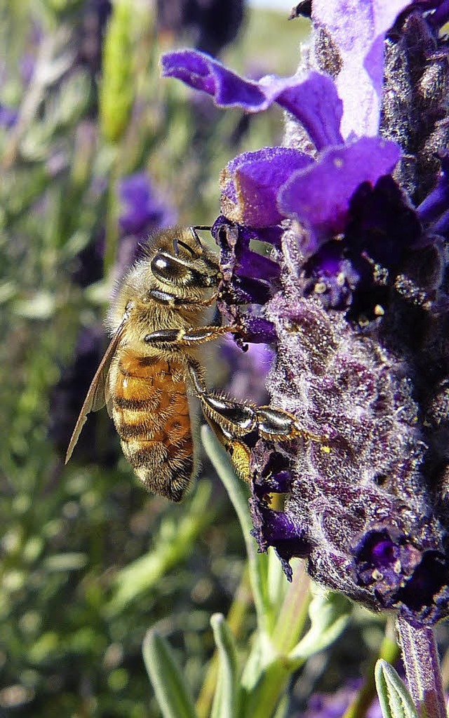 Eine Honigbiene schtzt auch Lavendelblten.   | Foto: privat