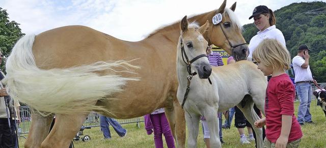 Auf Tuchfhlung mit den Pferden, das ermglicht der Tag des Pferdes.   | Foto: Barbara Ruda
