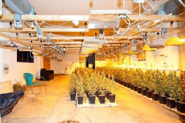 Polizei hebt Cannabis-Plantage mit 800 Pflanzen aus