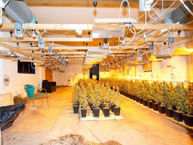 Die Indoorplantage in Offenburg verfgt ber eine respektable Gre.  | Foto: Polizei