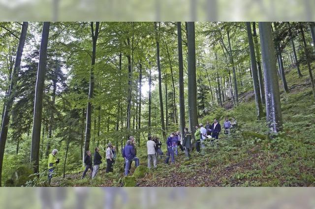 Auch Totholzflchen werden auf dem kokonto gutgeschrieben