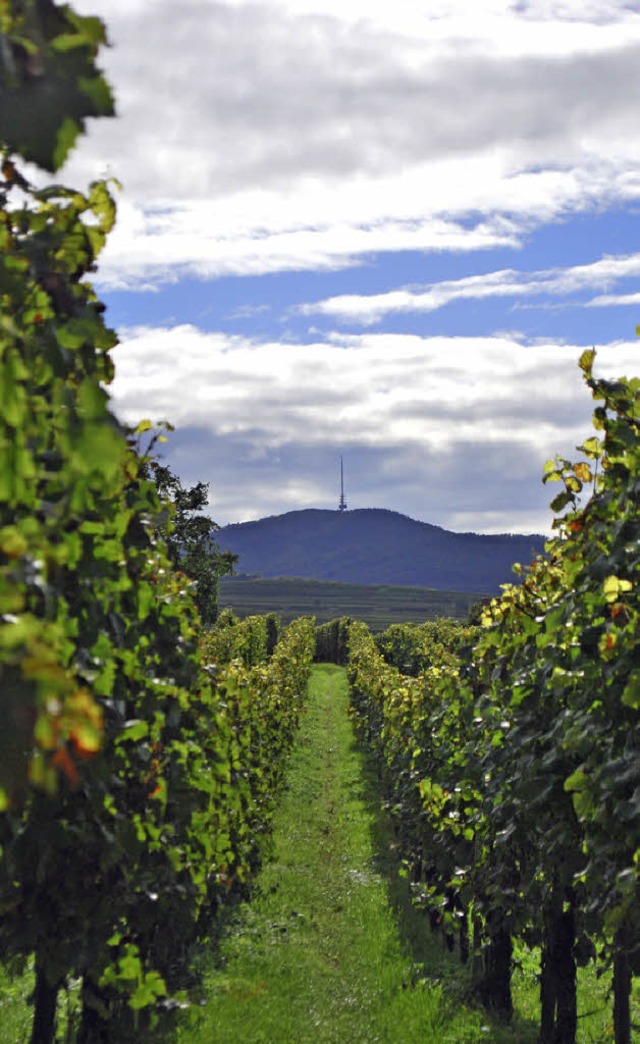 Die EU erkennt rosige Aussichten fr W...eltweite Nachfrage  nach Wein steigt.   | Foto: BOHN