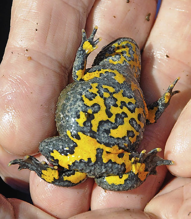 Schne Zeichnung am Bauch: Naturschtz...ta, Planer von Baugebieten eher nicht.  | Foto: Robert Bergmann