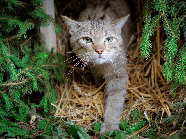 Sie ist selten, aber lebt auch im Raum Lrrach: die Wildkatze  | Foto: DPA