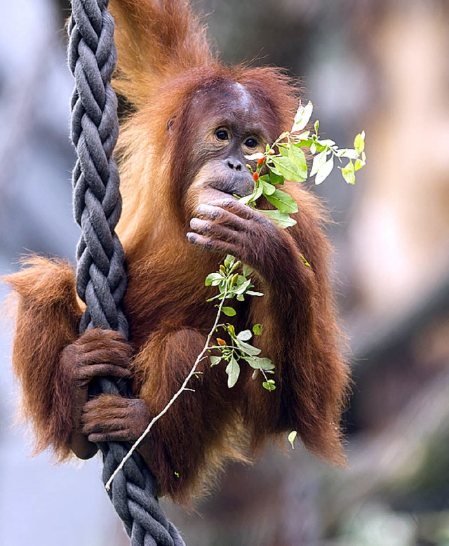 Dieser Orang-Utan ist ein Bewohner des Affenhauses.   | Foto: Zoo Basel
