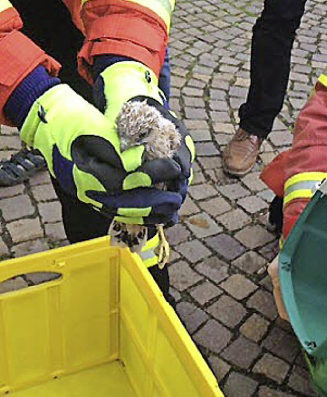 Aus der Hand in die Tierfangbox: ein kleiner Turmfalke.   | Foto: Feuerwehr