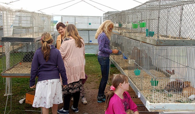 Beim Kleintiermarkt des Kleintierzucht...e groe Auswahl an Hasen und Kaninchen  | Foto: Jrg Schimanski