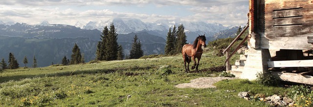 Alpenpanorama auf 1700 Meter Hhe auf ... Gina geniet das Grn auf der Koppel.  | Foto: Obert