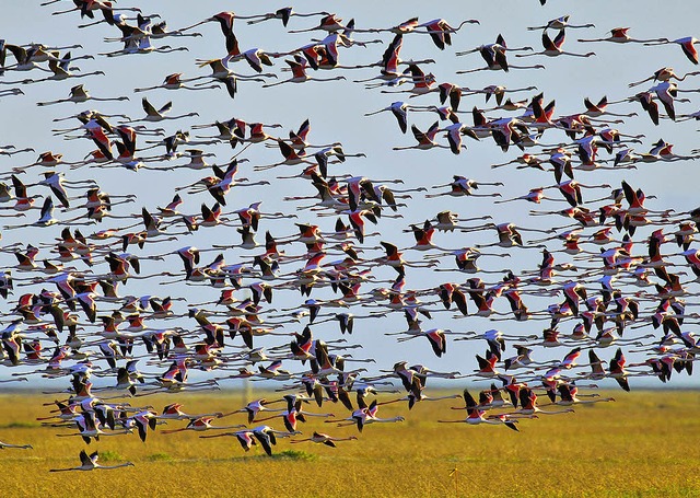 Ein Vogelparadies: der Doana-Nationalpark in der Nhe von Jerez  | Foto: dpa