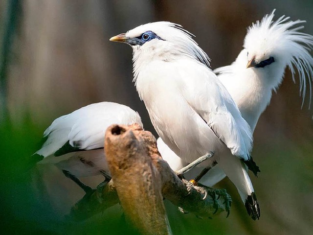 Balistare im Basler Zoo  | Foto: Zoo Basel