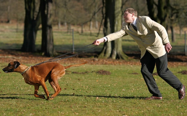 Hund geht mit Herrchen Gassi   | Foto: dpa