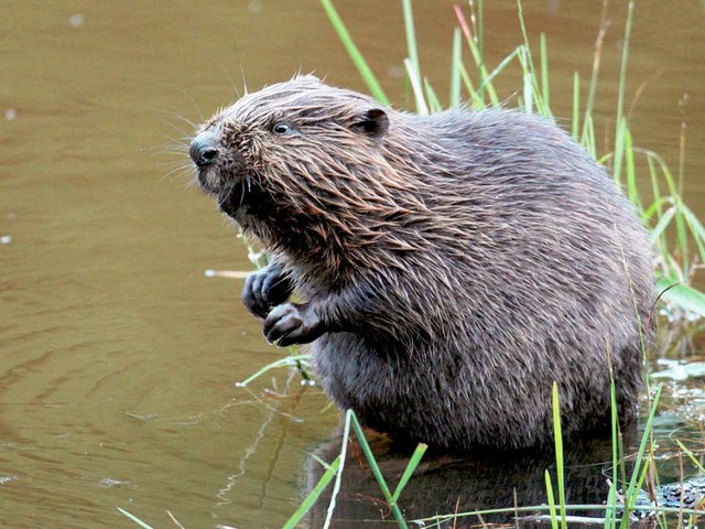 Biber stehen unter Schutz.  | Foto: DPA