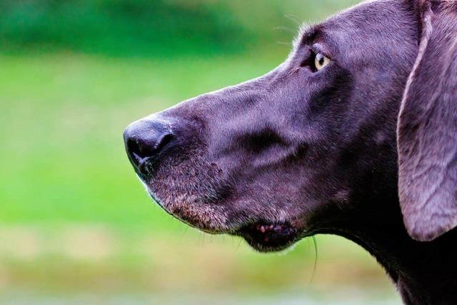 Ist der verpflichtende Hundeführerschein sinnvoll?