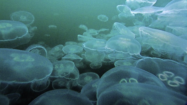 Sie kommen am besten mit dem Klimawand...ungen der Meereswelt zurecht: Quallen   | Foto: BZ