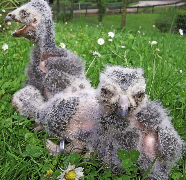 Zwei der drei kleinen Schneeeulen, die jngst im Vogelpark geboren wurden   | Foto: Vogelpark