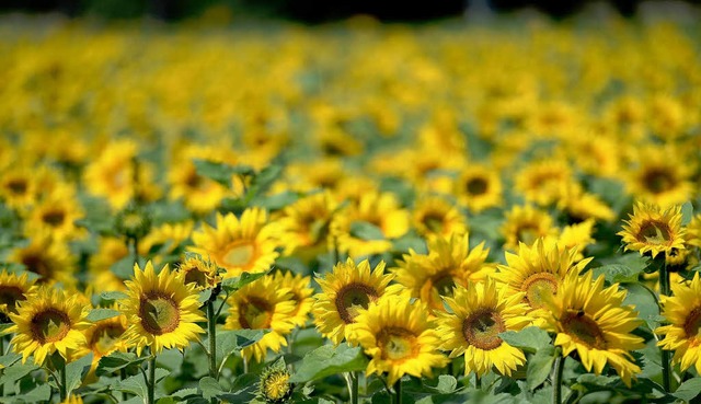 Sonnenblumen gedeihen in diesen Tagen ...ie wachsen mehrere Zentimeter pro Tag.  | Foto: dpa