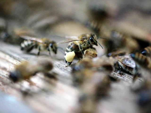 Wer hat etwas gegen Bienen?  | Foto: dpa