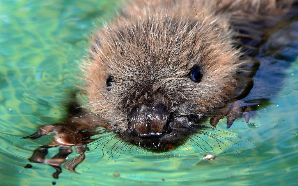 Hochwasser-Findling Biber-Baby Momo