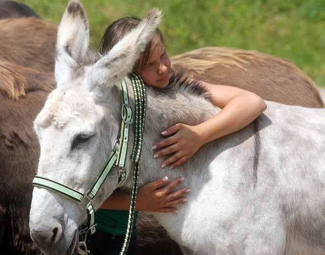 Zum Liebhaben! Ein Esel mit Fan beim Langohrtreffen in Altdorf   | Foto: Sandra Decoux-Kone