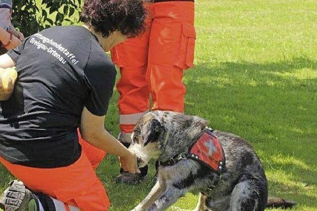 Auf den Hund gekommen